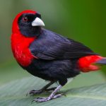Crimson-collared Tanager - Costa Rica