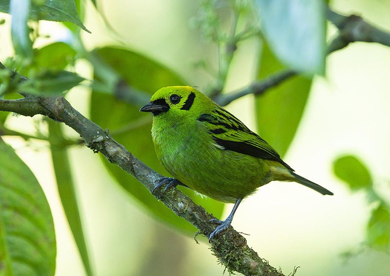 Emerald Tanager - Costa Rica