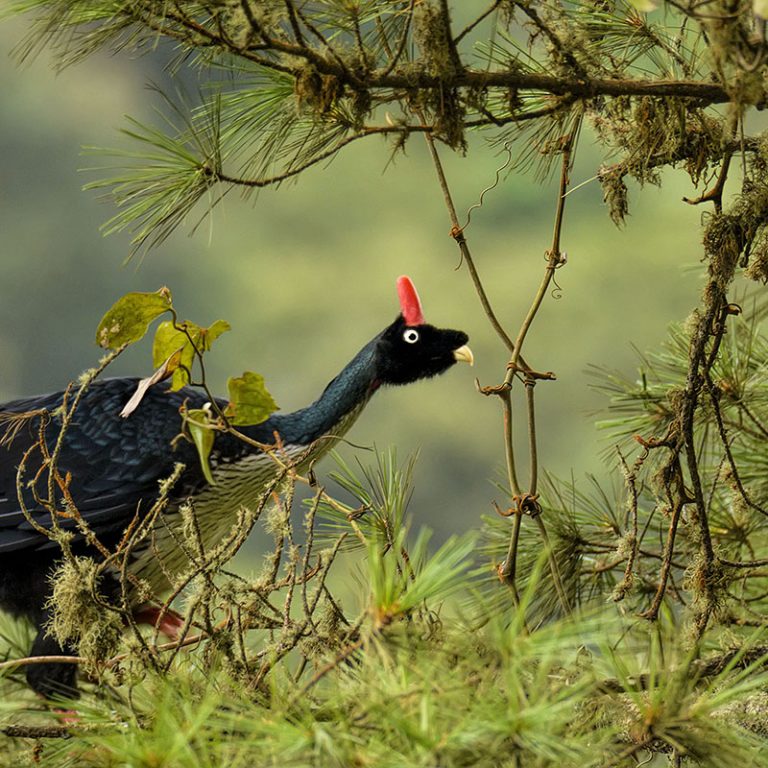 Horned Guan - Guatemala