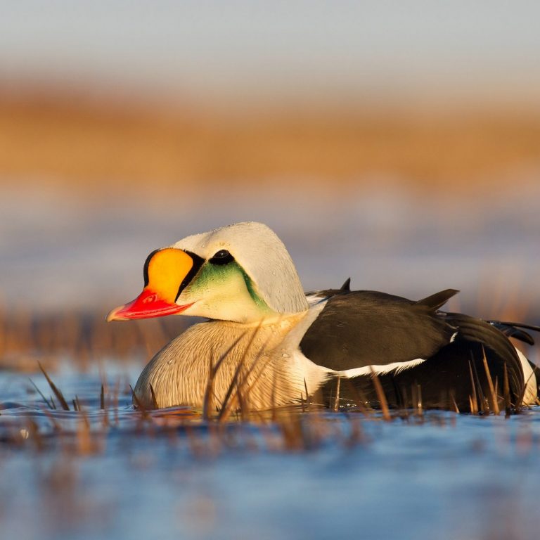 King Eider