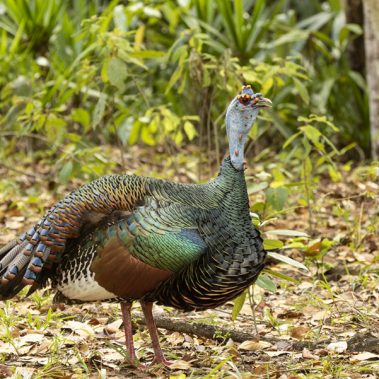 Ocellated Turkey - Guatemala