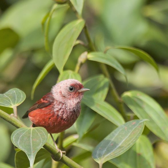 Pink-headed Warbler - Guatemala