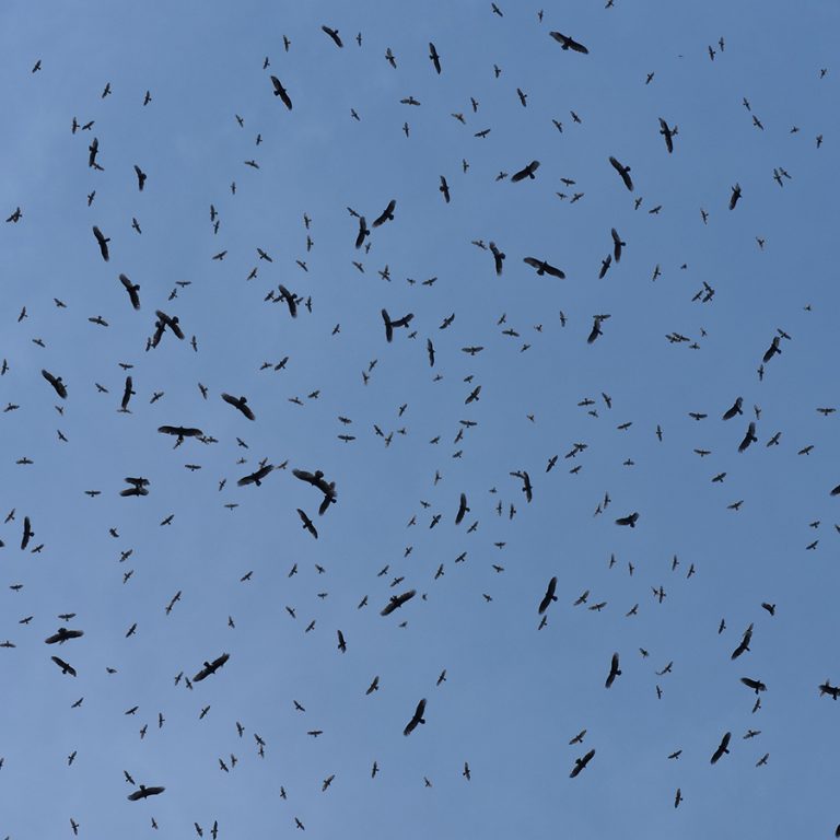 Raptor Migration - Costa Rica