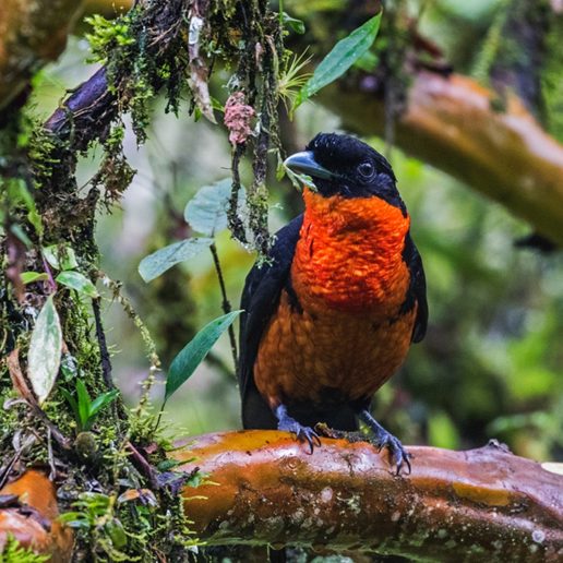 Red-ruffed Fruitcrow - Colombia