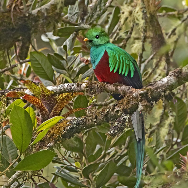 Resplendent Quetzal - Costa Rica