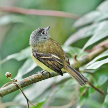Tawny-chested Flycatcher - Costa Rica