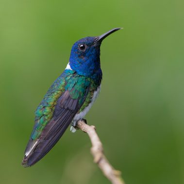 White-necked Jacobin - Costa Rica