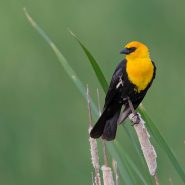 Yellow-headed Blackbird