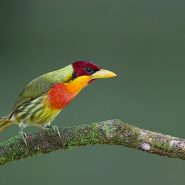 Lemon-throated Barbet - Brian Zwiebel