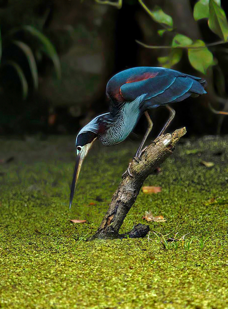 Agami Heron - Costa Rica