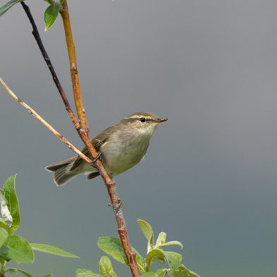Arctic Warbler - Alaska