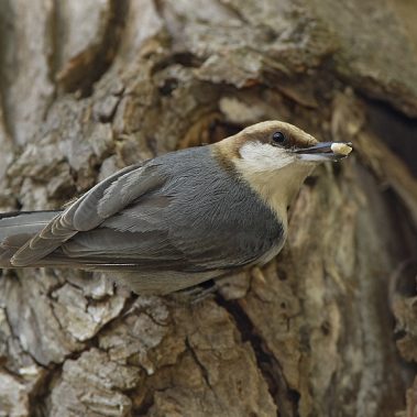 Brown-headed Nuthatch - Sabrewing
