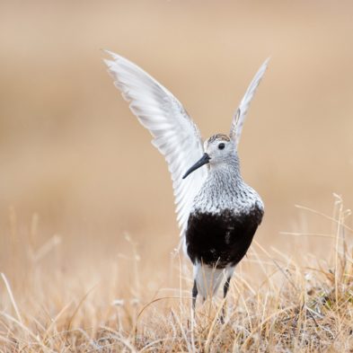 Dunlin - Alaska