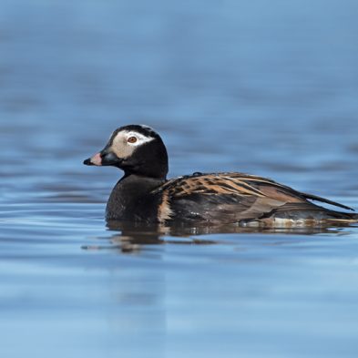 Long-tailed Duck - Alaska