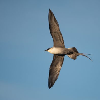 Long-tailed Jaeger - Alaska