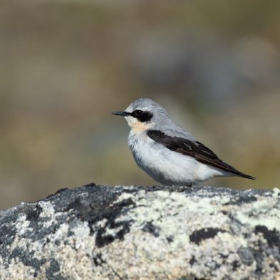Northern Wheatear - Alaska