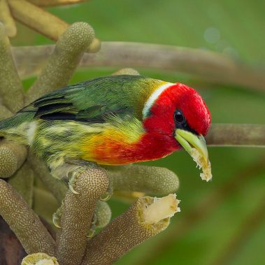Red-headed Barbet - Ecuador