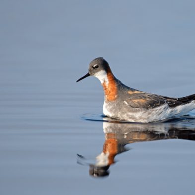 Red-necked Phalarope - Alaska