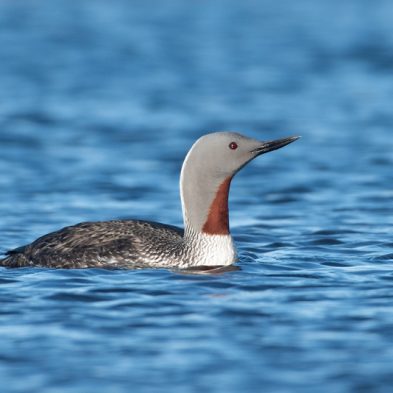 Red-throated Loon - Alaska