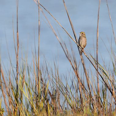 Seaside Sparrow - Sabrewing