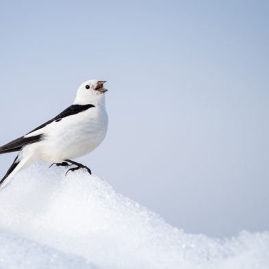 Snow Bunting - Alaska