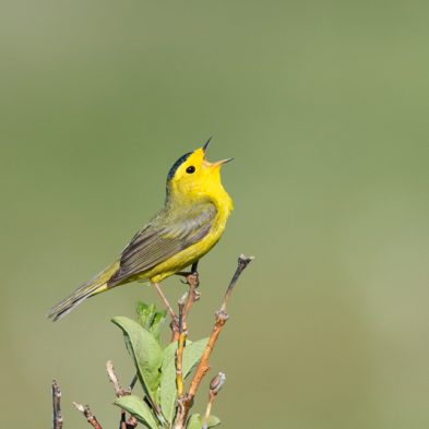 Wilson's Warbler - Alaska