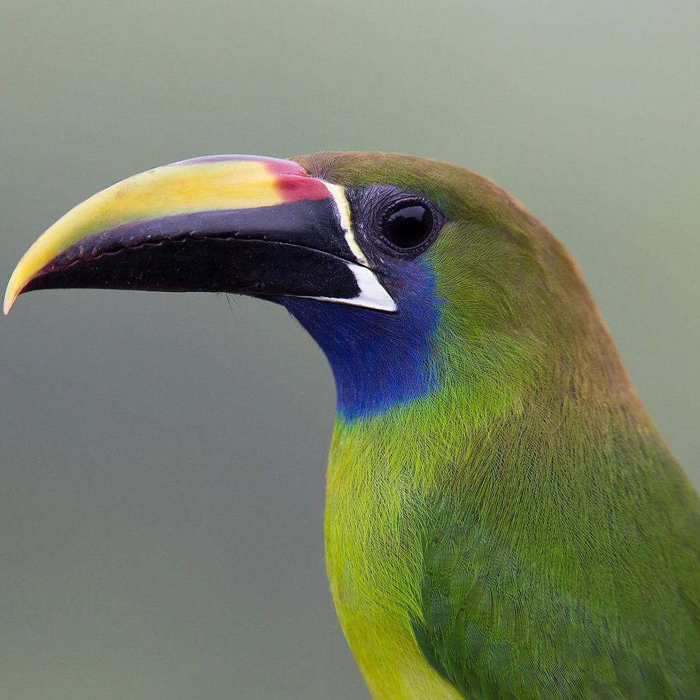 Northern Emerald-Toucanet - Costa Rica