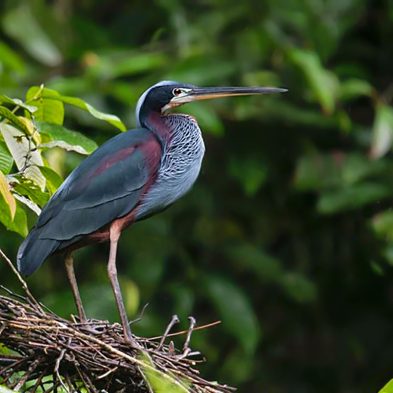 Agami Heron - Costa Rica