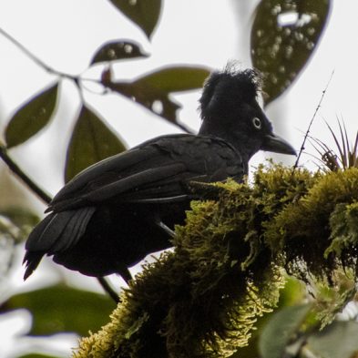 Amazonian Umbrellabird - Ecuador