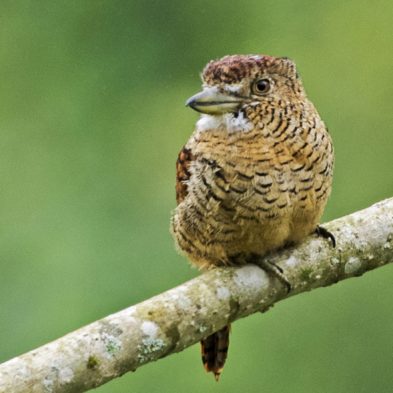 Barred Puffbird - Ecuador