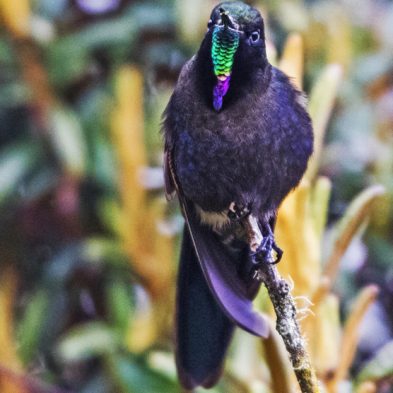 Blue-mantled Thornbill - Ecuador