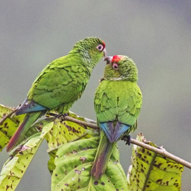 El Oro Parakeet - Ecuador