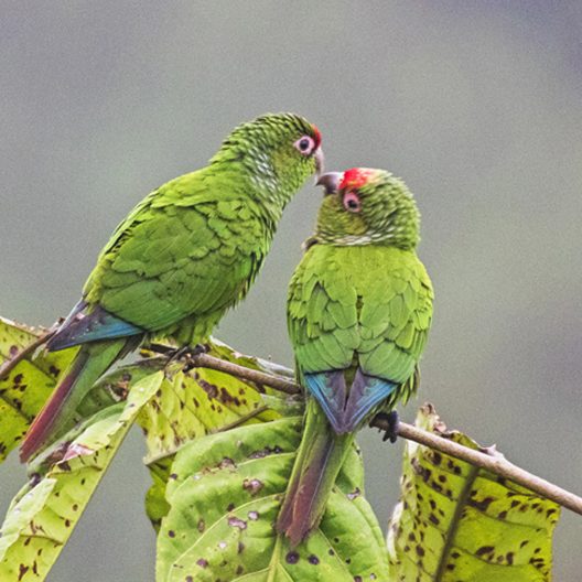 El Oro Parakeet - Ecuador