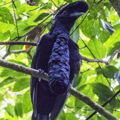 Long-watlled Umbrellabird - Ecuador