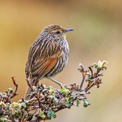 Many-striped Canastero - Ecuador