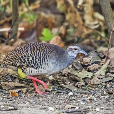 Pale-browned Tinamou - Ecuador
