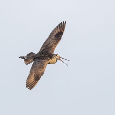 Marbled Godwit - North Dakota