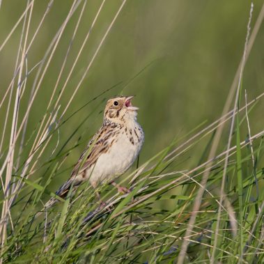 Baird's Sparrow - North Dakota