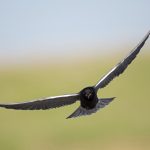 Black Tern - North Dakota
