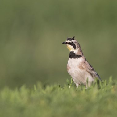 Horned Lark - North Dakota