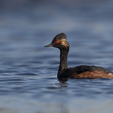 Eared Grebe - North Dakota