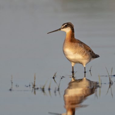 Wilson's Phalarope - North Dakota