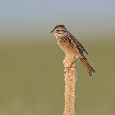 Swamp Sparrow - North Dakota