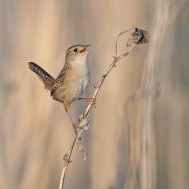 Sedge Wren - North Dakota