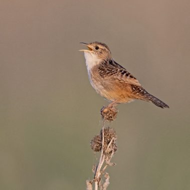 Sedge Wren - North Dakota