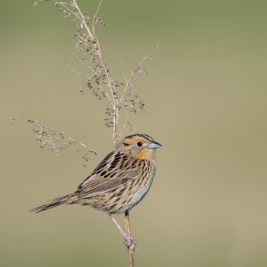 LeConte's Sparrow - North Dakota