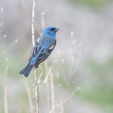 Lazuli Bunting - North Dakota