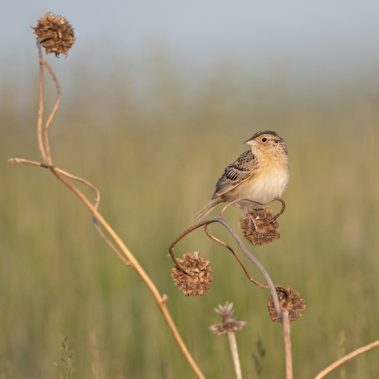 Grasshopper Sparrow - North Dakota