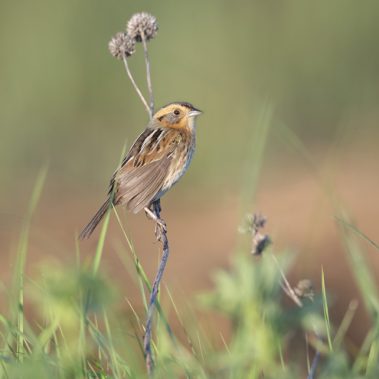Nelson's Sparrow - North Dakota