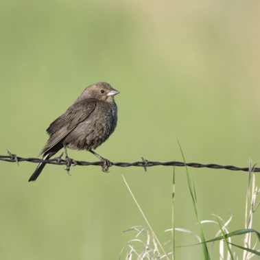 Brown-headed Cowbird - North Dakota